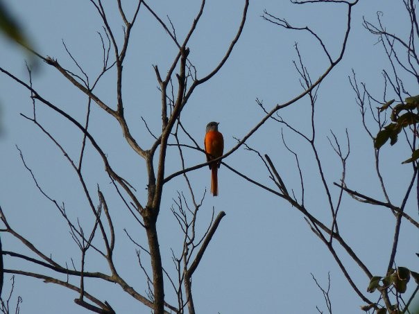 Gray-chinned Minivet - ML253614391