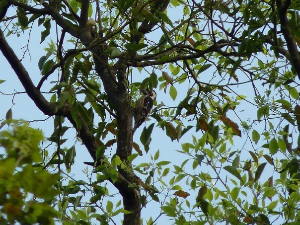 Gray-capped Pygmy Woodpecker - ML253614441