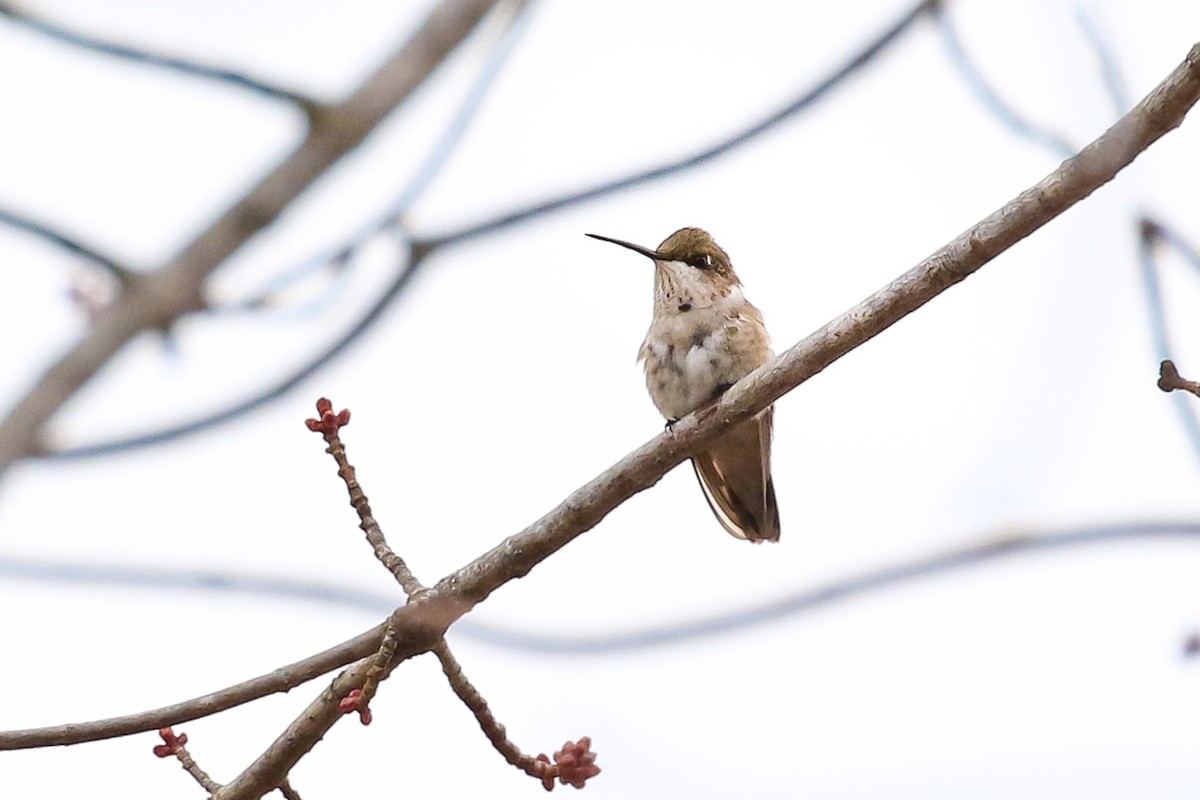 Black-chinned Hummingbird - ML253615471
