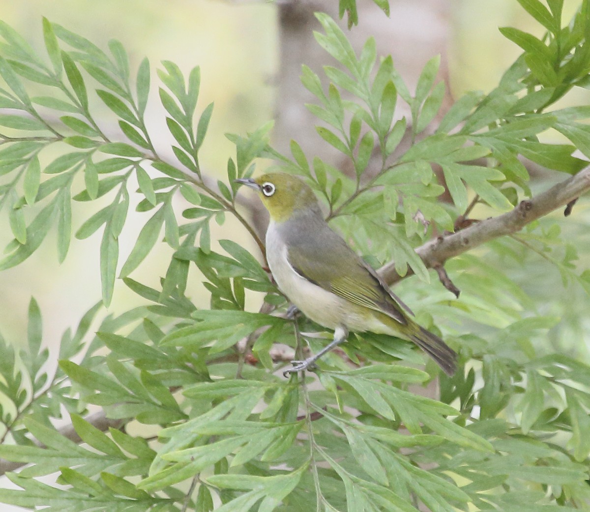 Silvereye - ML253616121