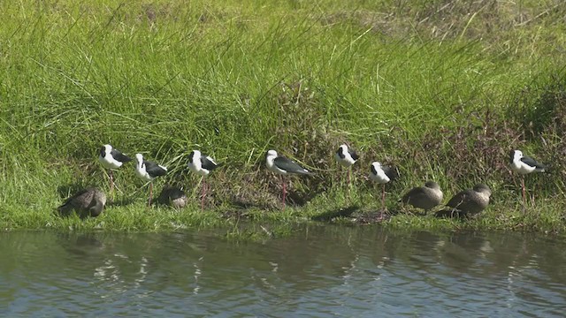 ハイイロコガモ - ML253616811