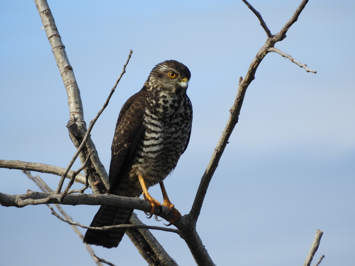New Caledonian Goshawk - Elizabeth Leven