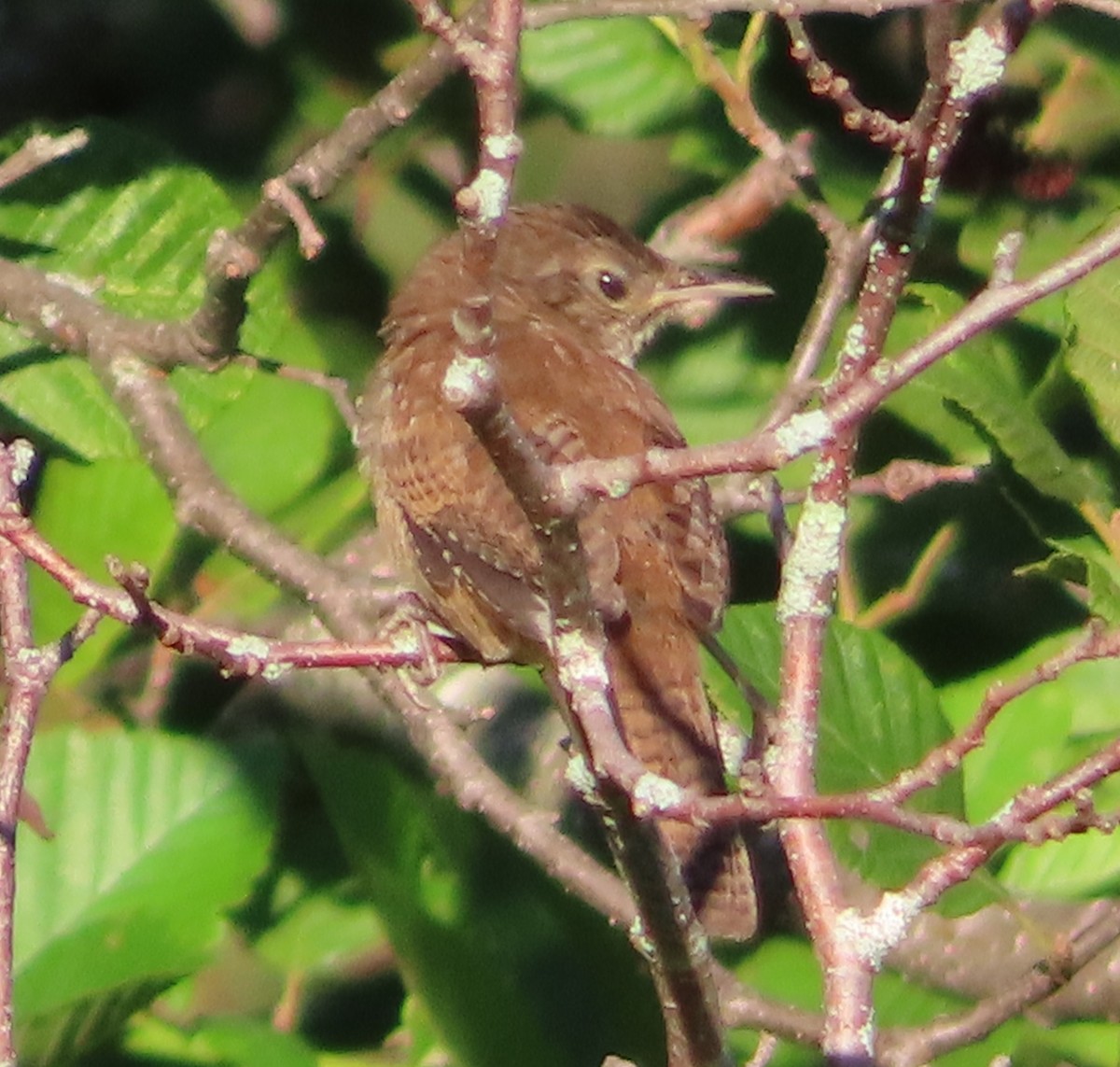 House Wren - Unity Dienes