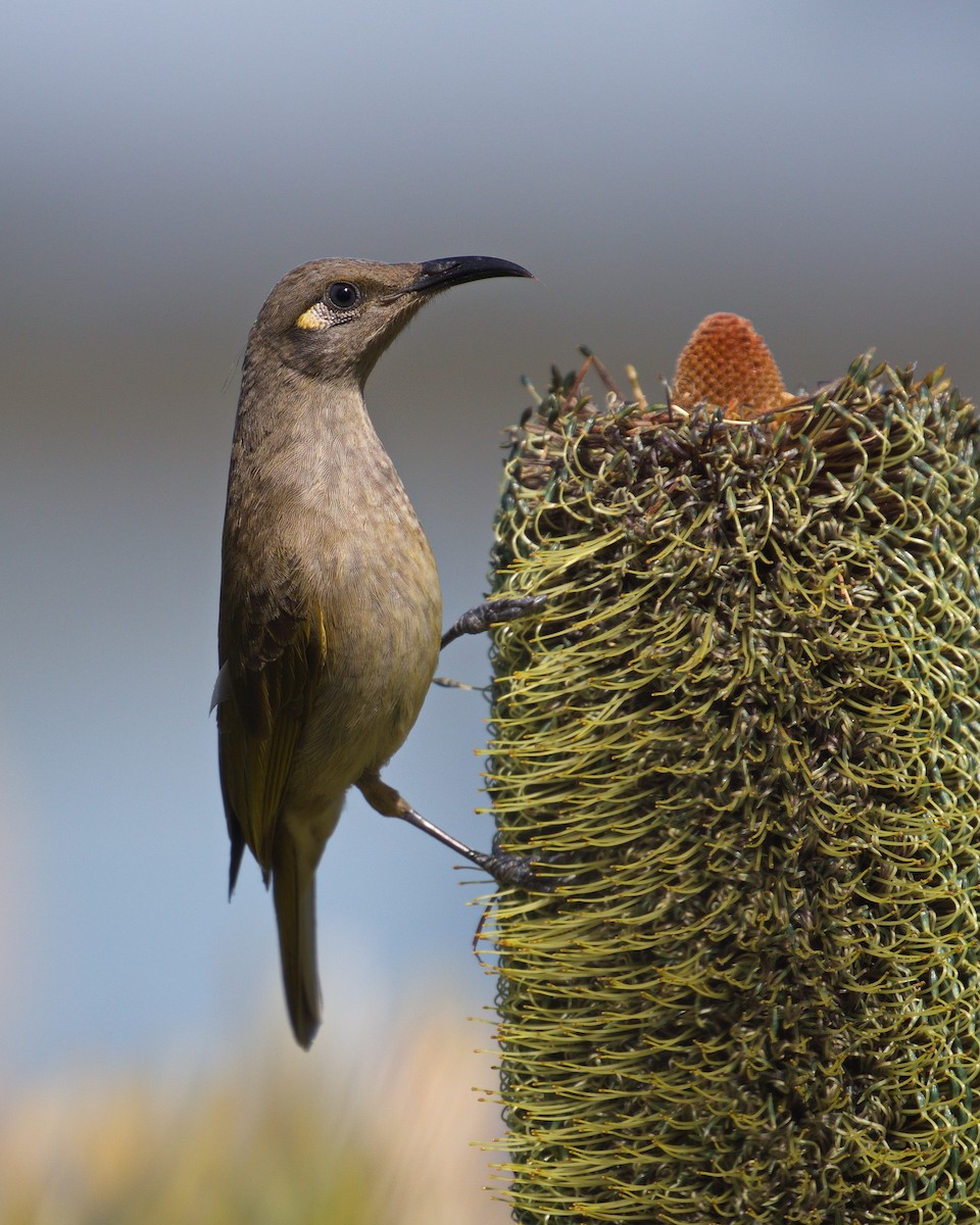 Brown Honeyeater - ML253619261