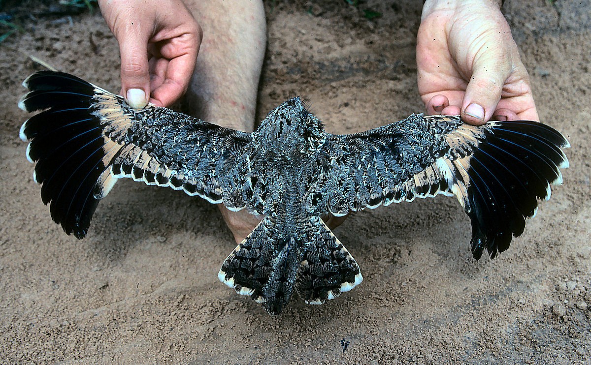 Sickle-winged Nightjar - ML253619741