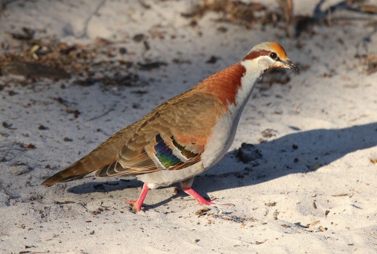 Brush Bronzewing - David Ongley