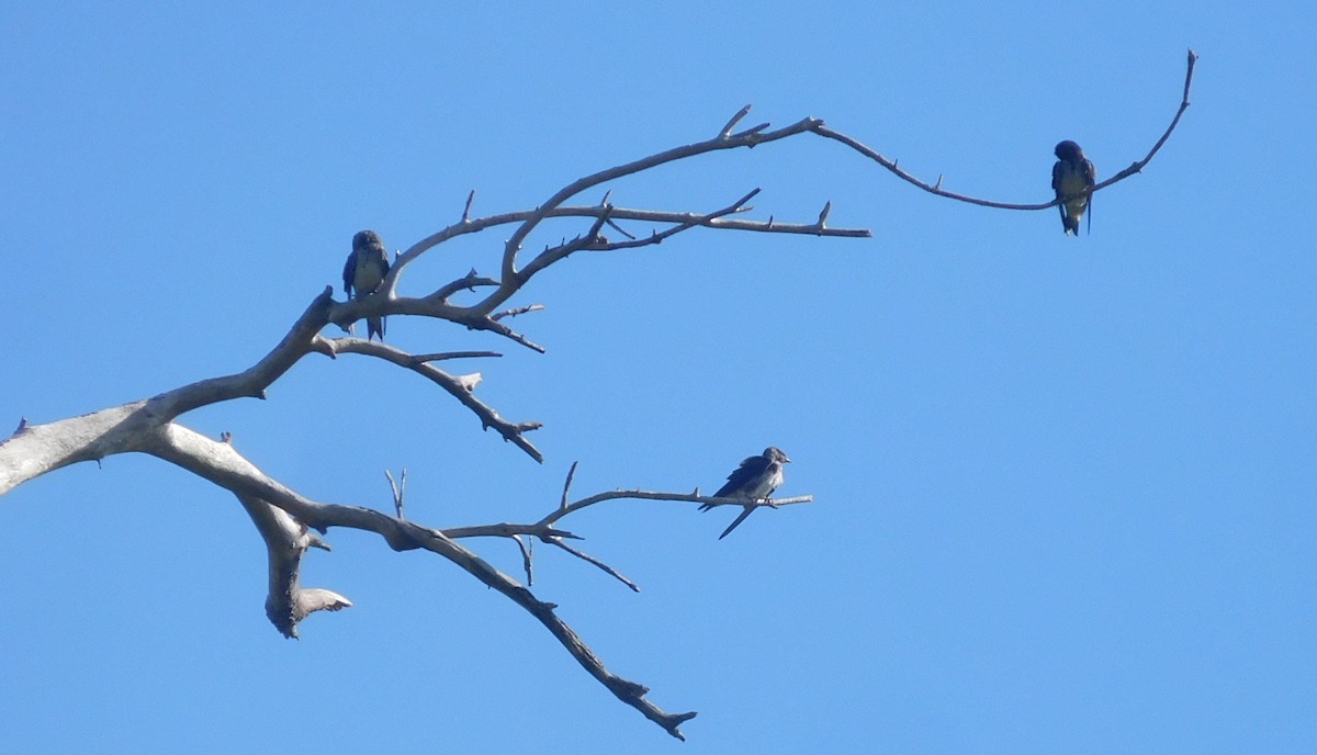 Purple Martin - ML253620221