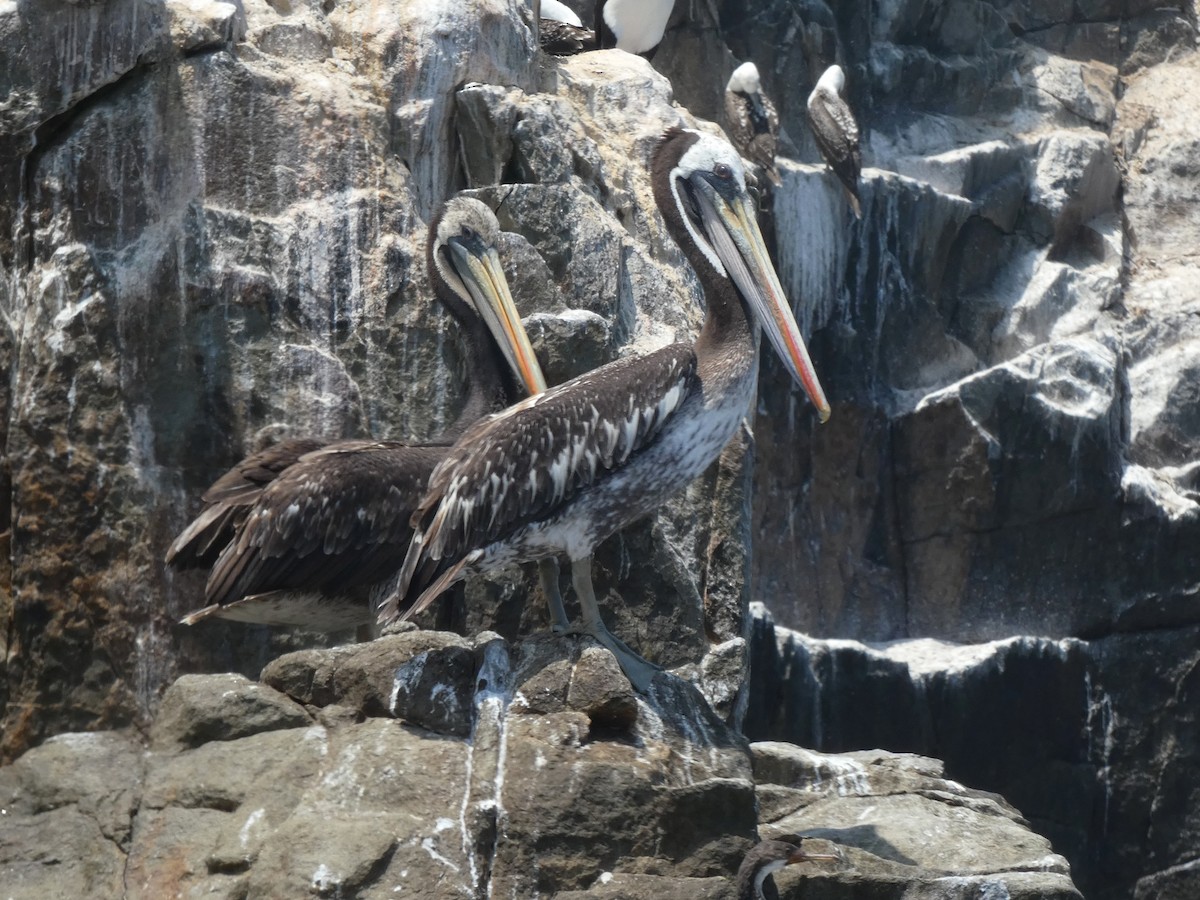 Peru Pelikanı - ML253621401