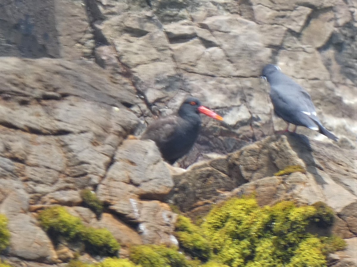 Blackish Oystercatcher - ML253621411