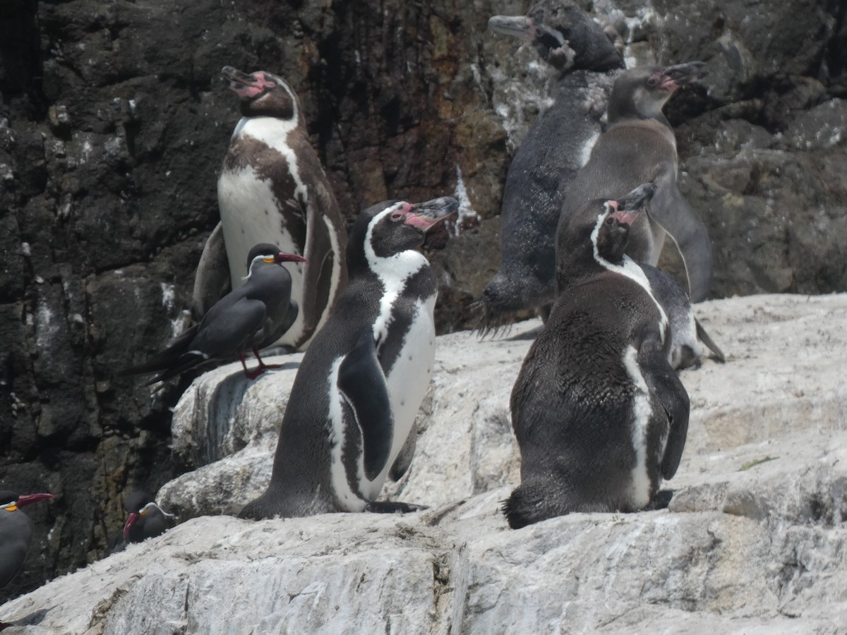 Pingüino de Humboldt - ML253621471