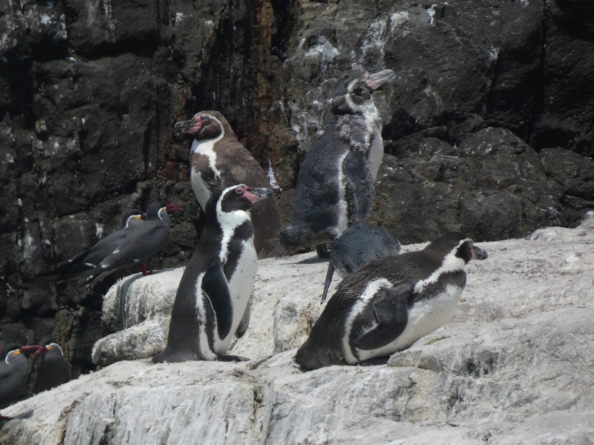 Humboldt Penguin - ML253621481