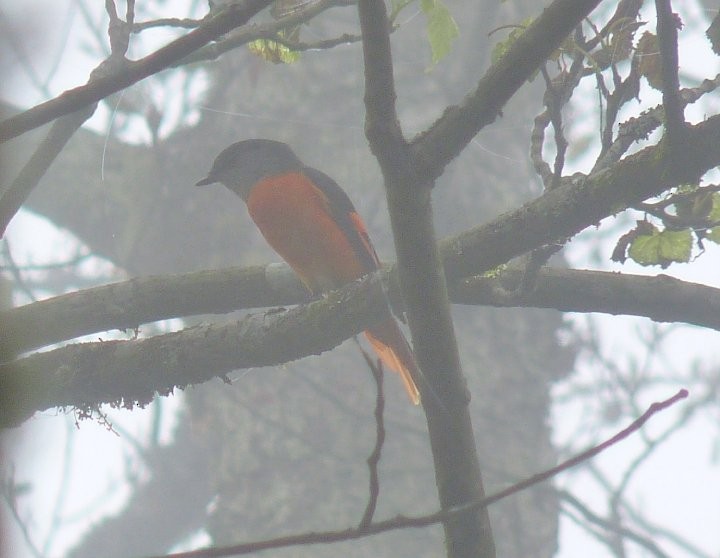 Gray-chinned Minivet - Ting-Wei (廷維) HUNG (洪)