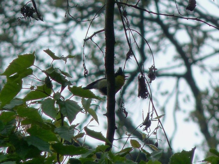 Taiwan Yellow Tit - ML253621941