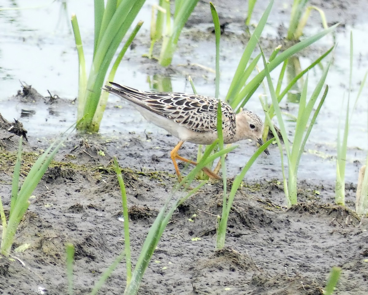 Buff-breasted Sandpiper - ML253623151