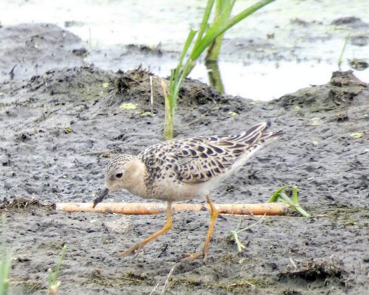 Buff-breasted Sandpiper - ML253623161