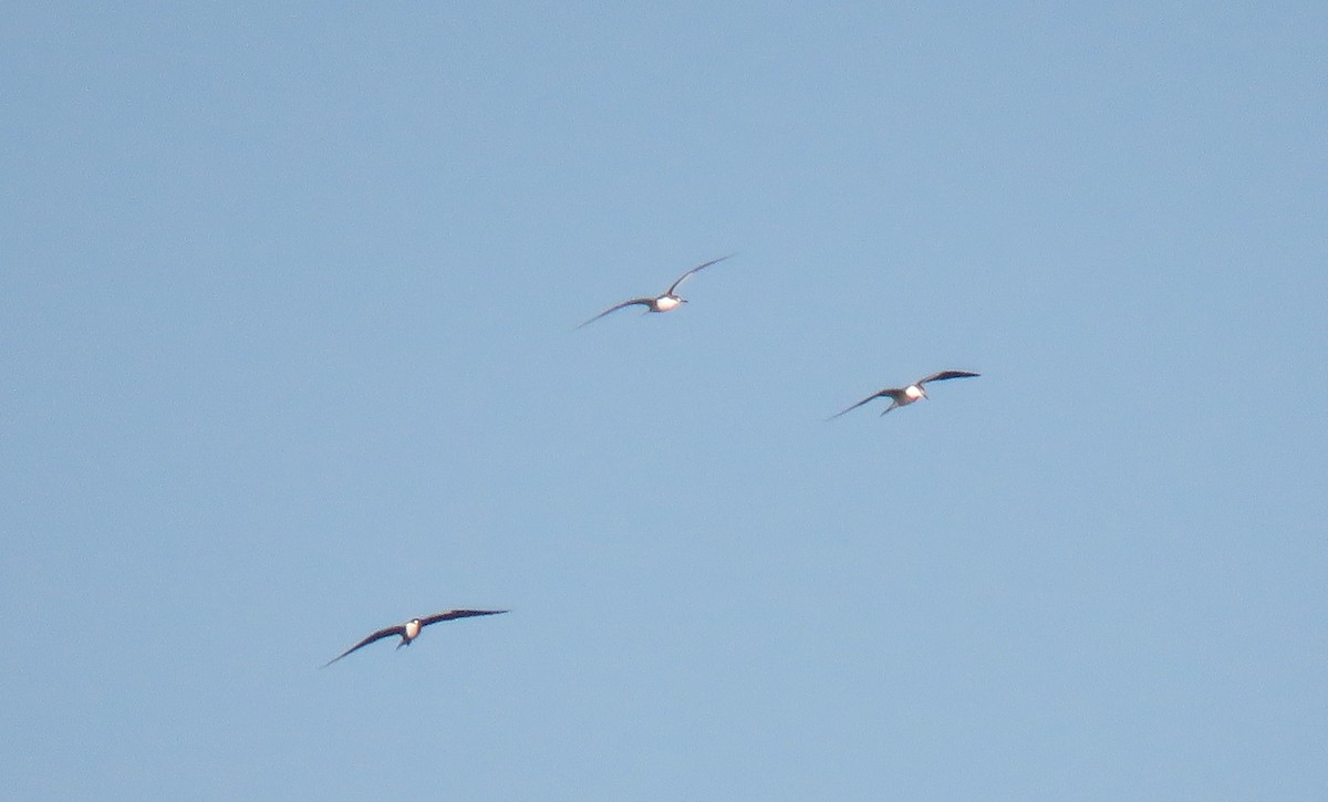 Sooty Tern - ML253623591