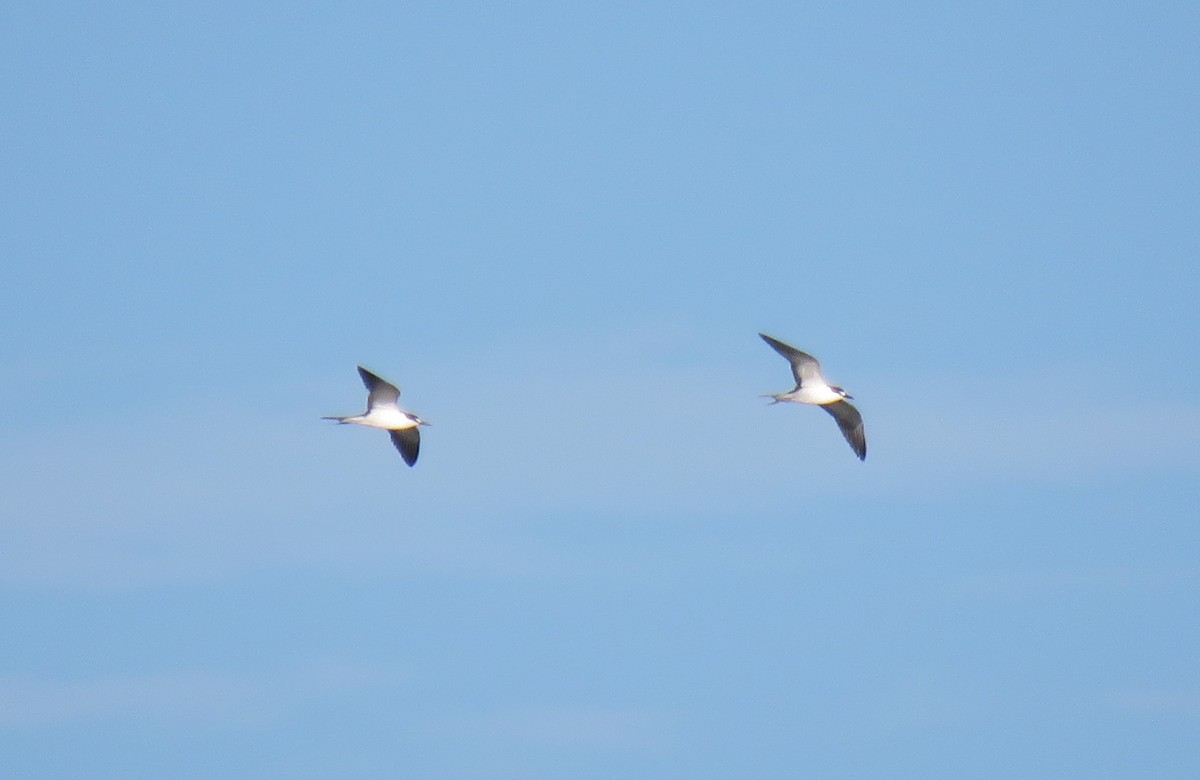 Sooty Tern - ML253623601