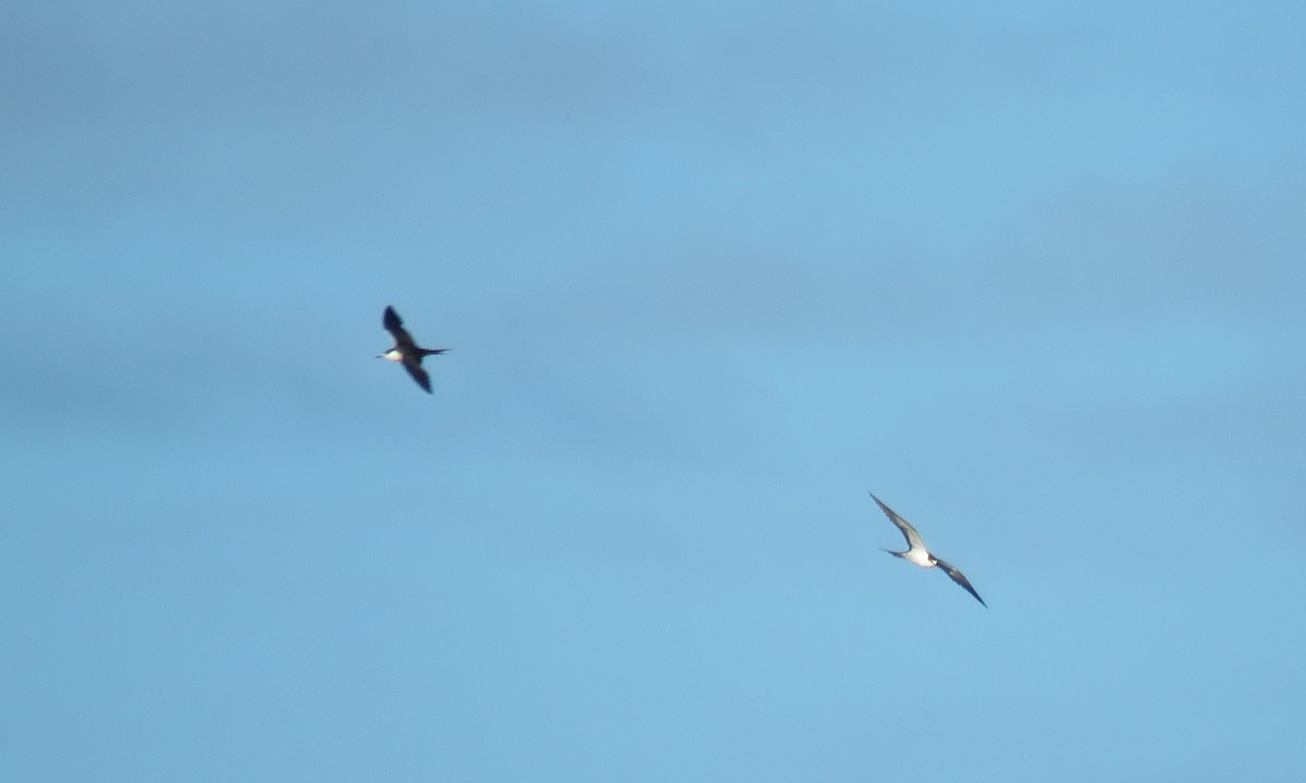 Sooty Tern - Keith Leonard