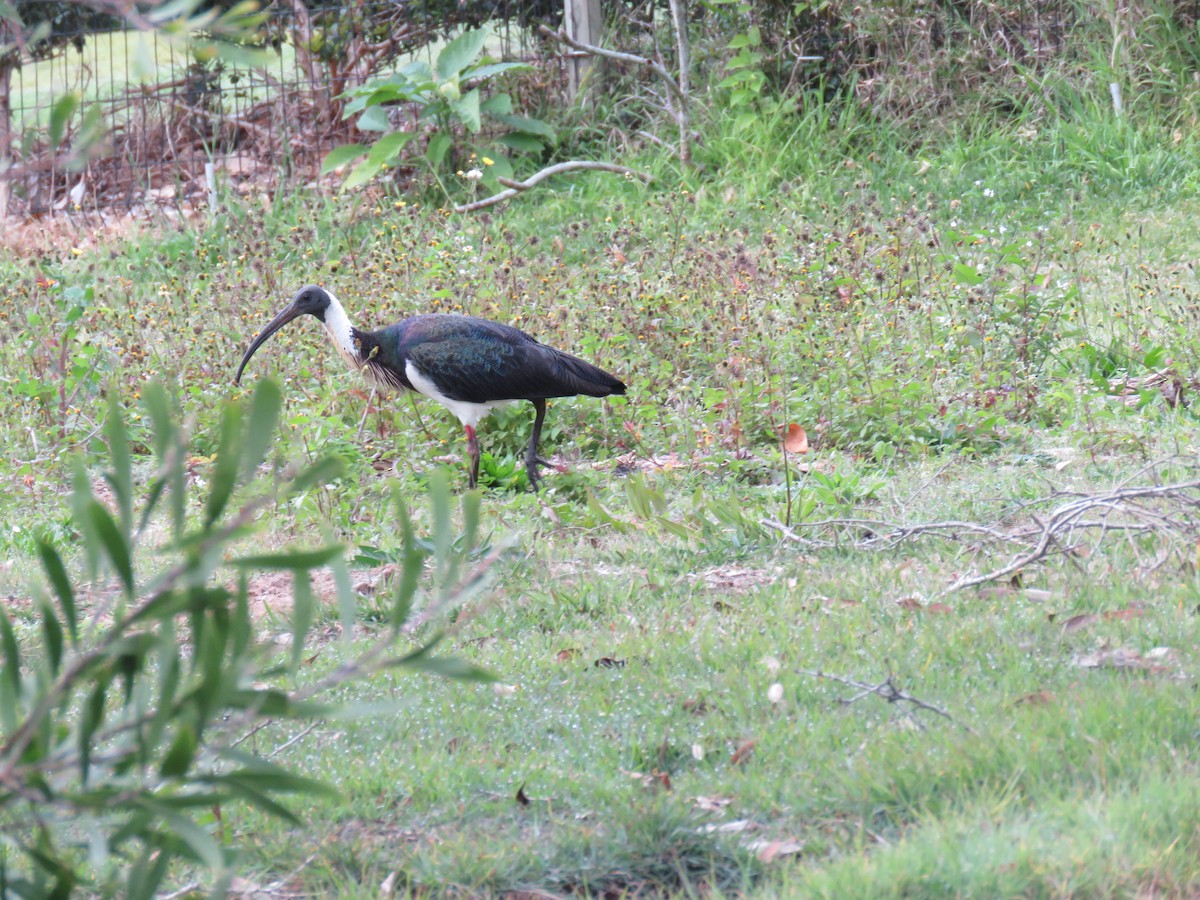 Straw-necked Ibis - ML253625641