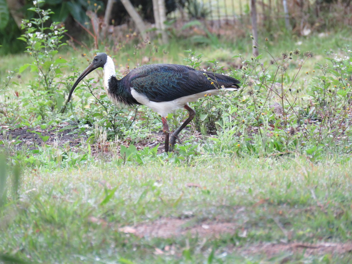 ibis slámokrký - ML253625651