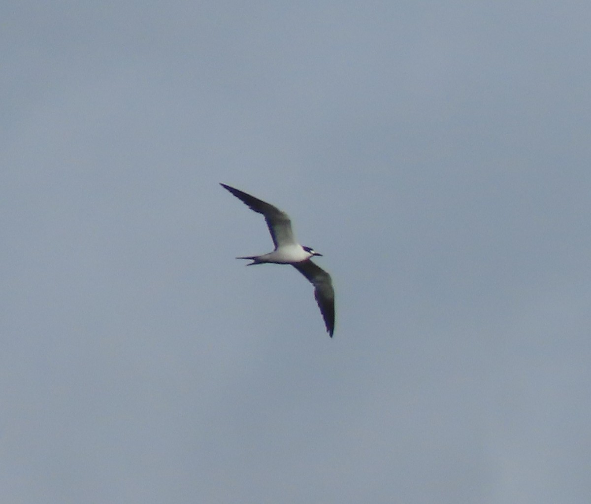 Sooty Tern - ML253625721