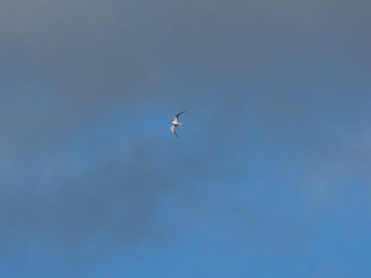 Sooty Tern - Kevin Cronin