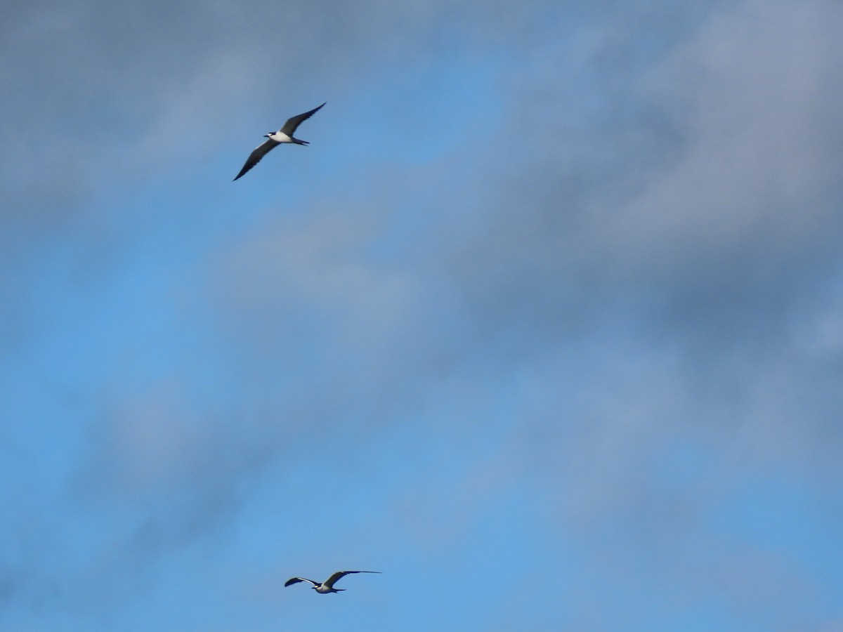 Sooty Tern - Kevin Cronin