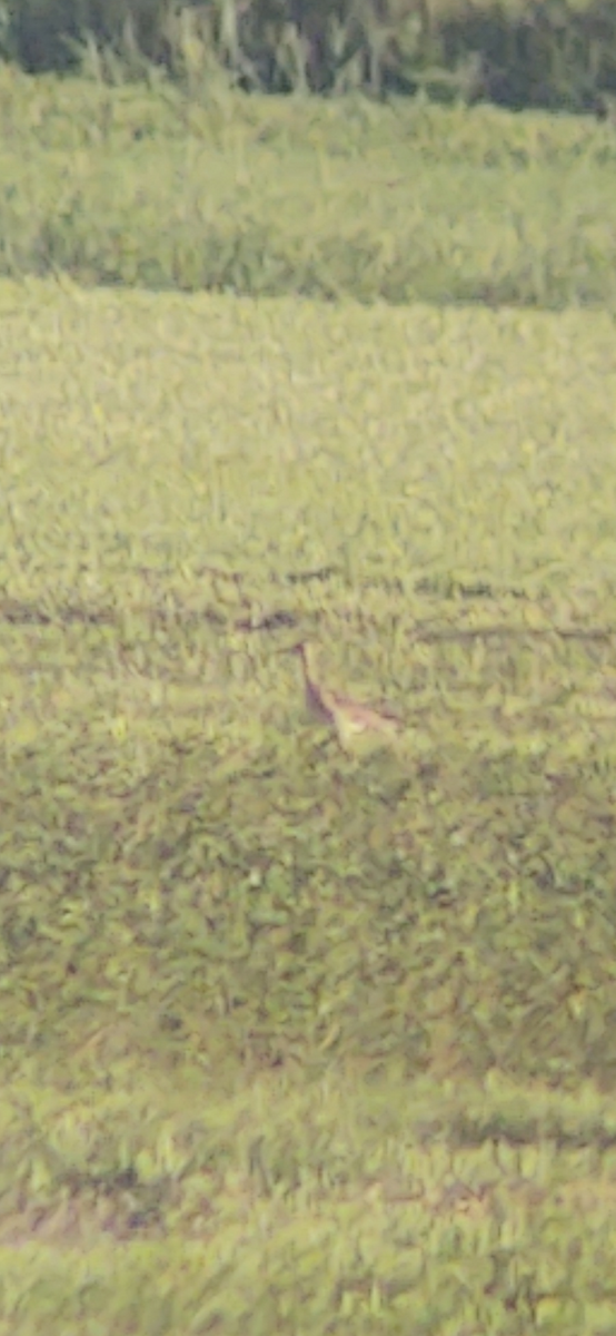 Upland Sandpiper - ML253626901