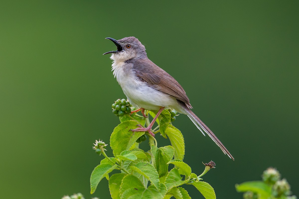 Gray-breasted Prinia - ML253627601