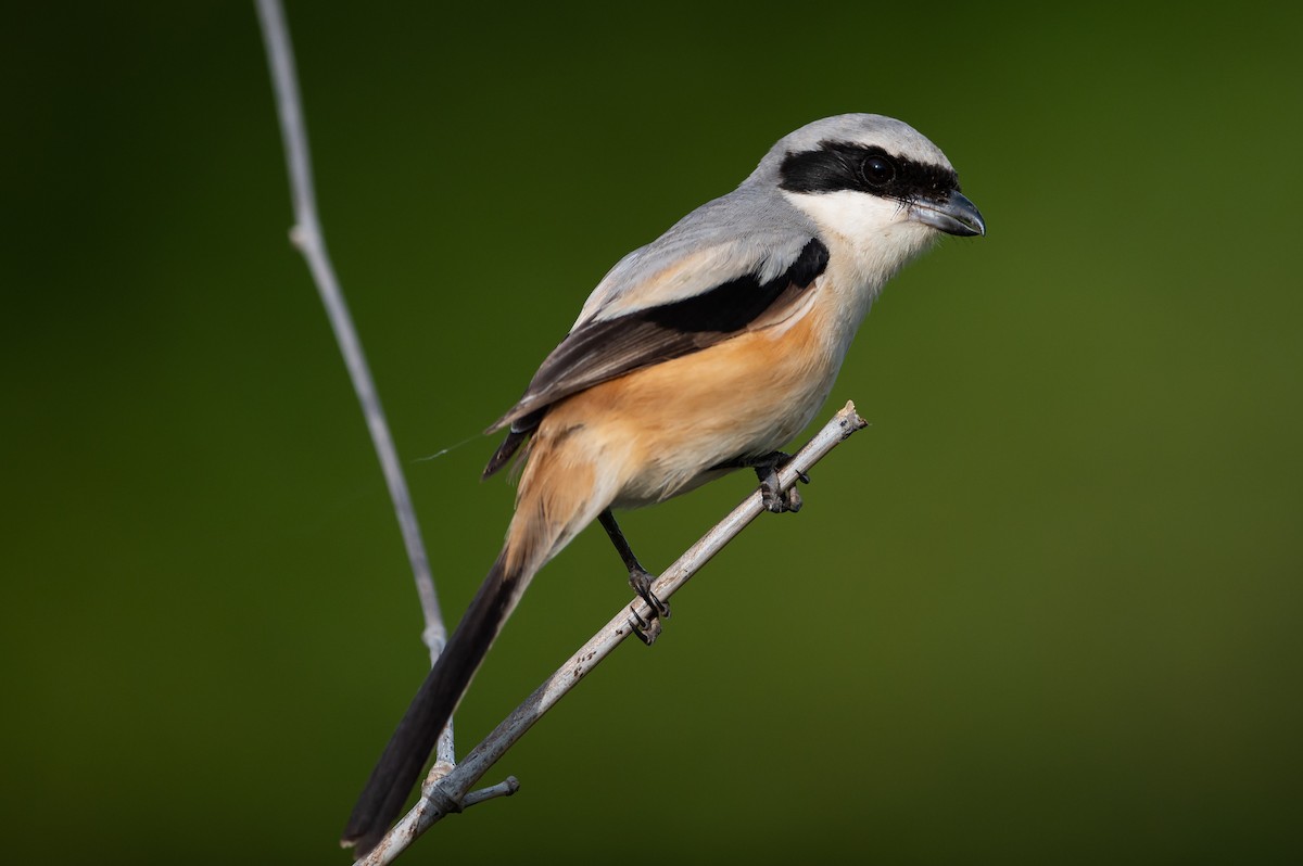 Long-tailed Shrike - ML253628131