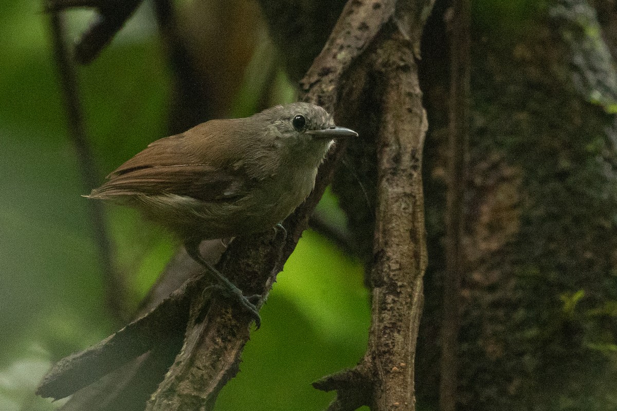 Unicolored Antwren - Sergio Porto