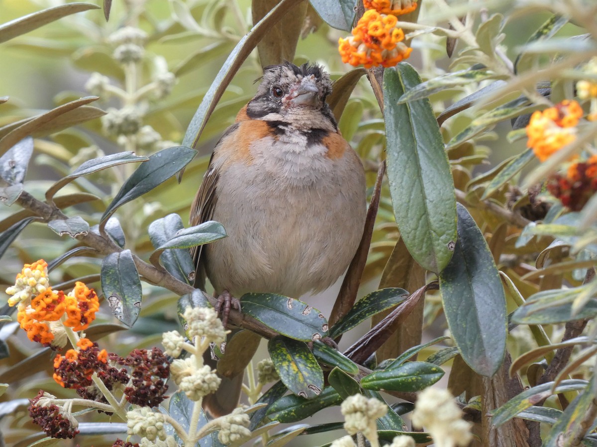 Rufous-collared Sparrow - ML253629271