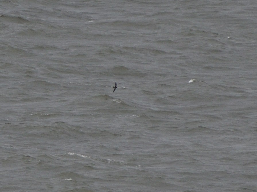 Wilson's Storm-Petrel - ML253630011