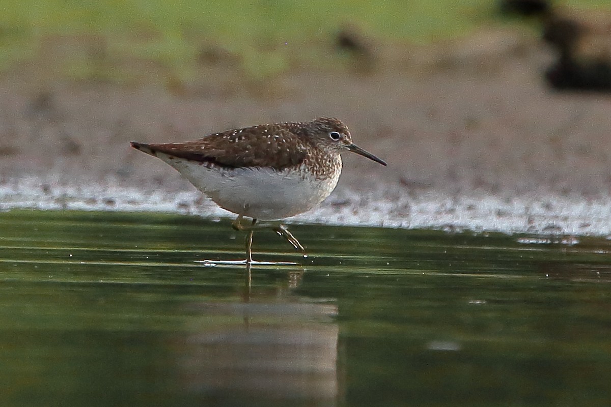 Solitary Sandpiper - ML253630801