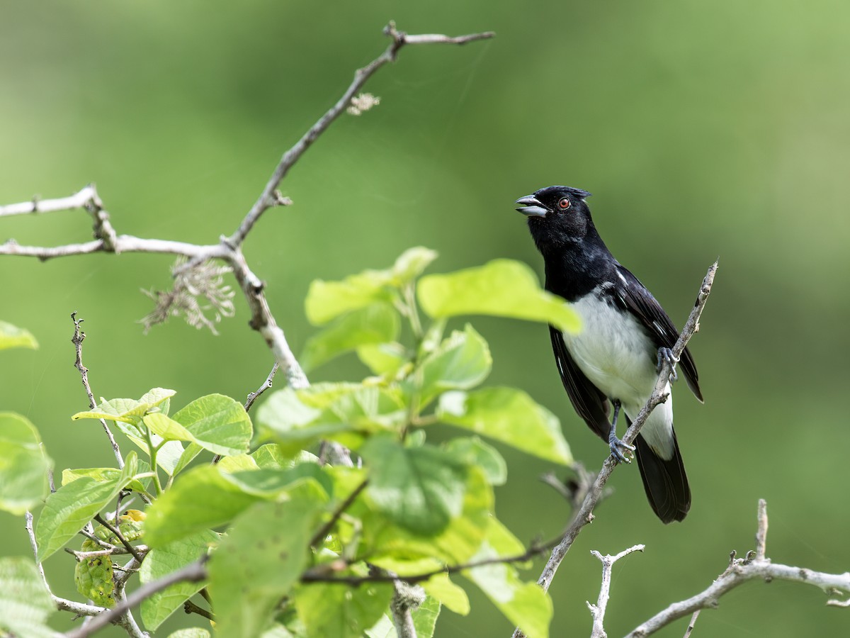 Black-and-white Tanager - Nick Athanas