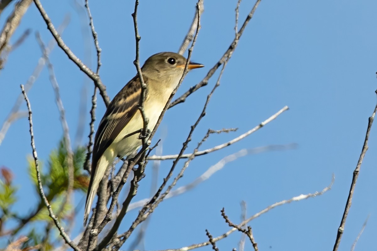 Eastern Wood-Pewee - Kyle Blaney