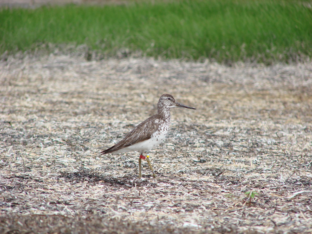 Nordmann's Greenshank - ML253634911