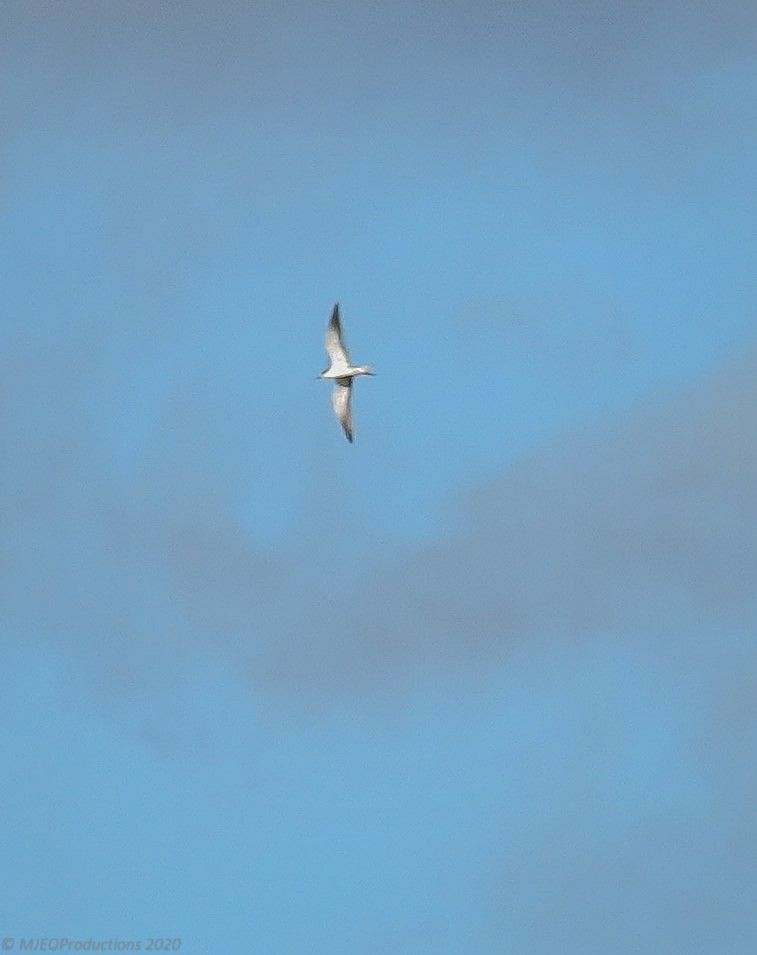 Sooty Tern - Marianne Ofenloch