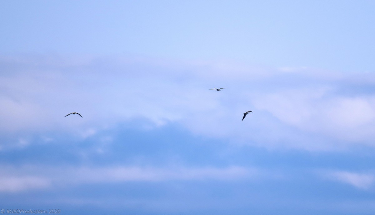 Sooty Tern - Marianne Ofenloch