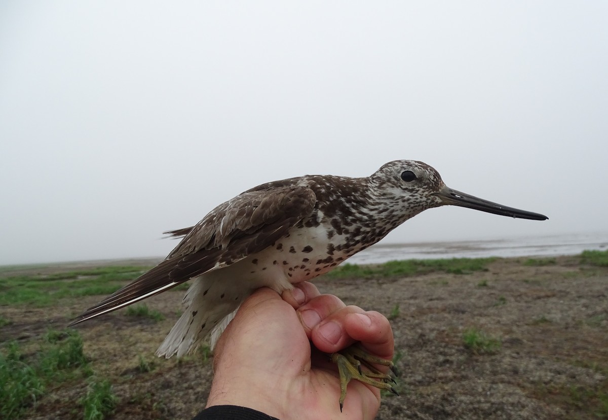 Nordmann's Greenshank - Konstantin Maslovsky