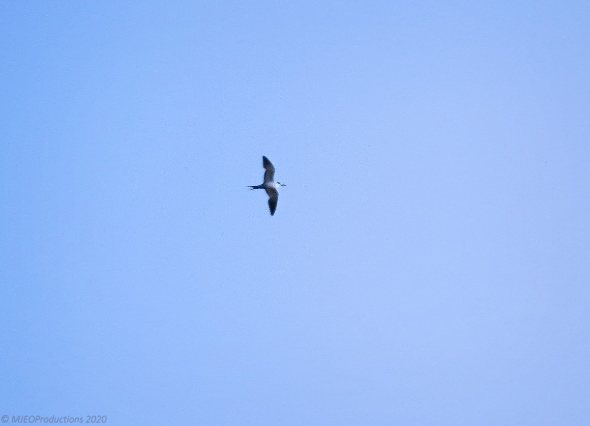 Sooty Tern - Marianne Ofenloch