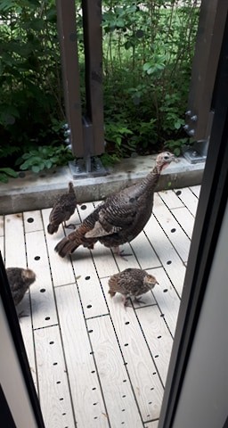 Wild Turkey - ML253636061