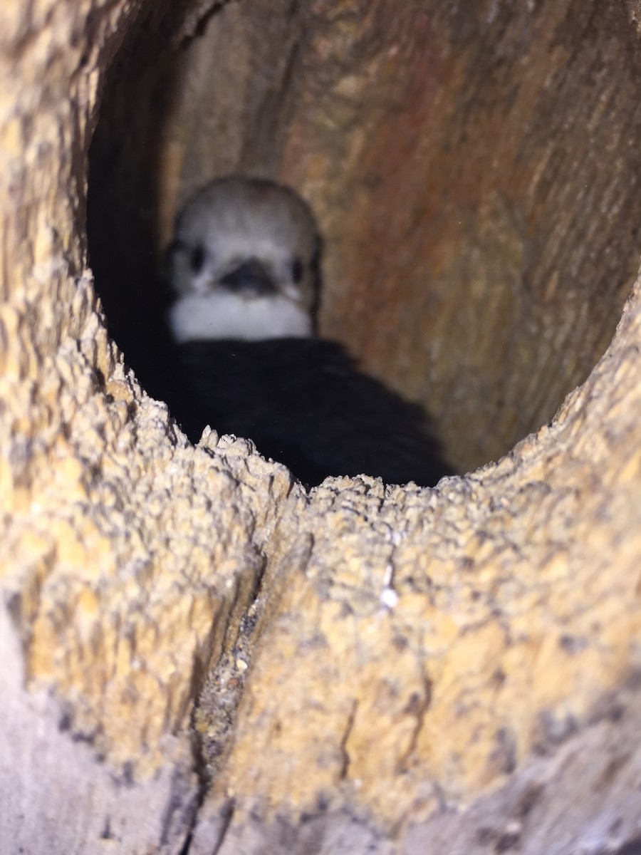 White-headed Woodpecker - ML253636091
