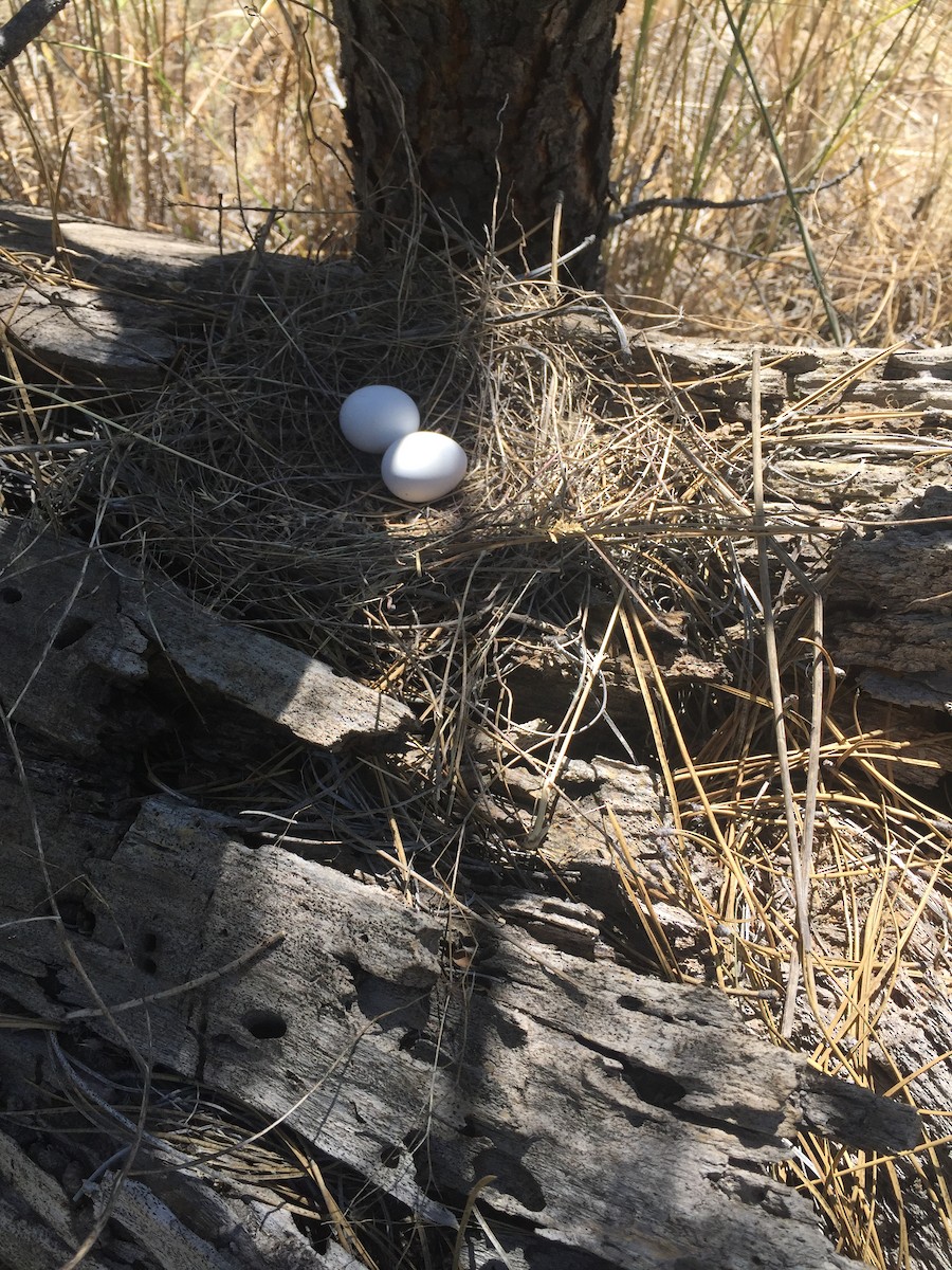 Mourning Dove - ML253636321