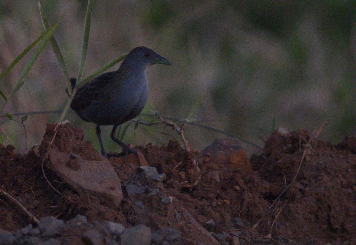 Ash-throated Crake - Ben Phalan