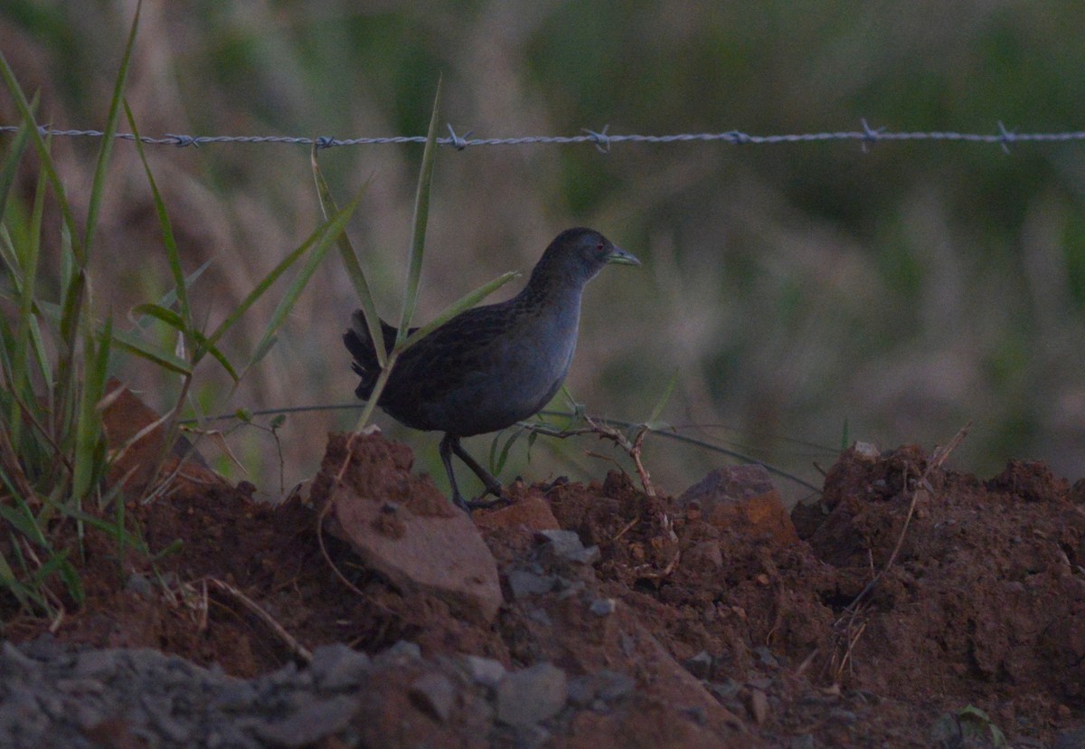 Ash-throated Crake - Ben Phalan