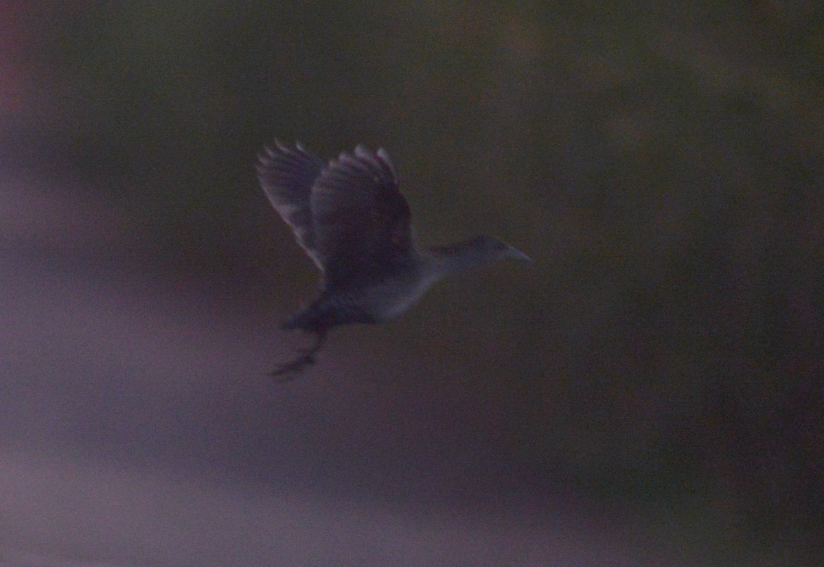 Ash-throated Crake - Ben Phalan