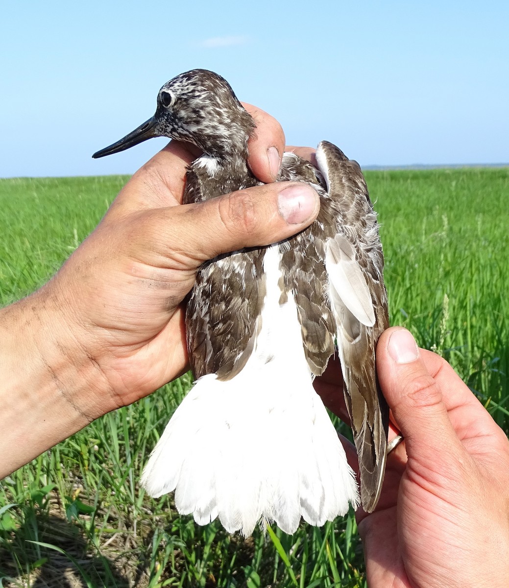 Nordmann's Greenshank - ML253638621