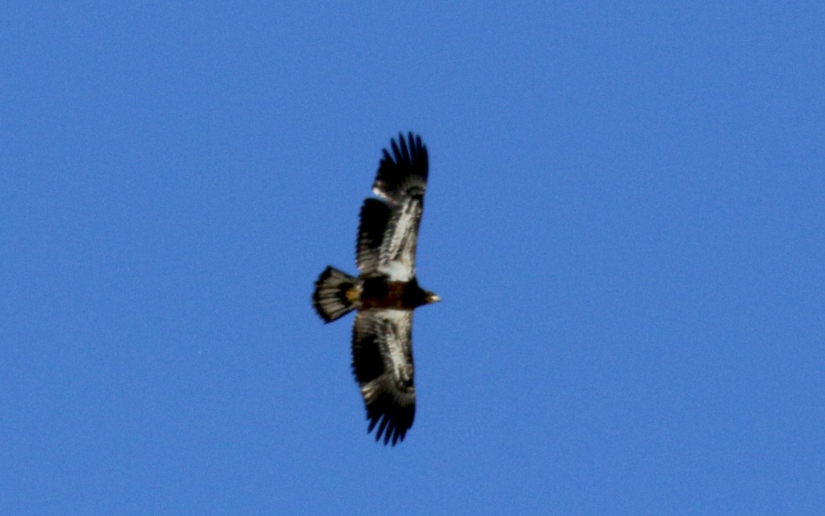 Bald Eagle - ML25363961