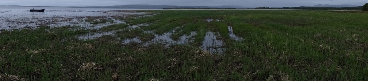 Nordmann's Greenshank - ML253639921